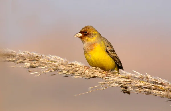 Red Headed Bunting Sitting Plant — Stock Photo, Image