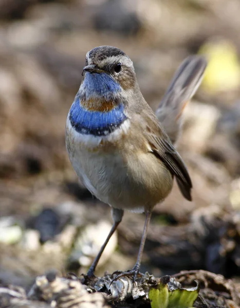 Bluethroat Bird Perch Κοντά — Φωτογραφία Αρχείου