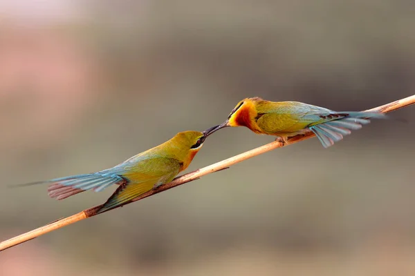Blue Cheeked Bee Eaters Close — Stock fotografie