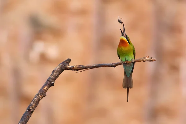 Blue tailed bee eaters with hunt