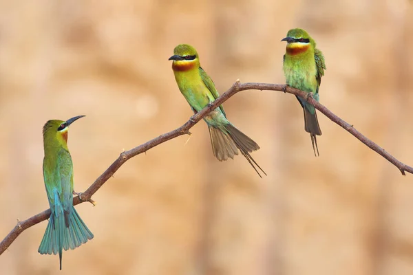 Blue Tailed Bee Eaters Family — Stock Photo, Image