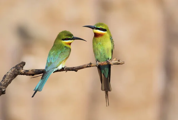 Blue Cheeked Bee Eaters Close — Stock Photo, Image