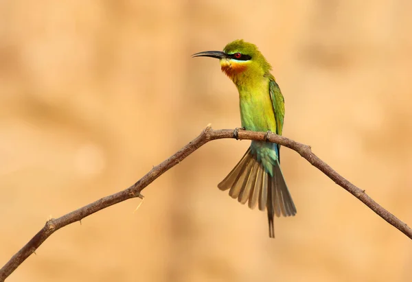 Blue Tailed Bee Eater Close — Stock Photo, Image