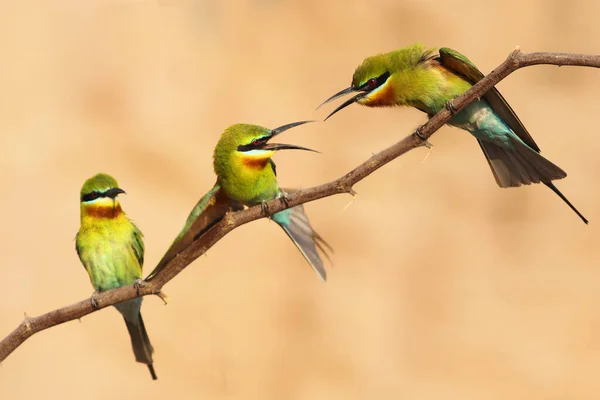 Blue Tailed Bee Eaters Family — Stock fotografie