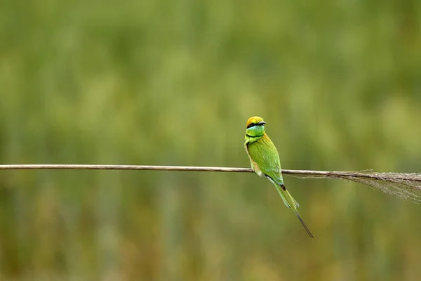 Blue Tailed Bee Eater Close — Stock fotografie