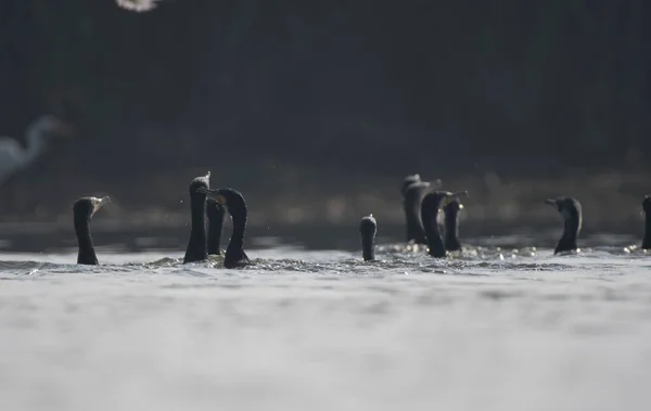 Bandada Aves Cormoranes Lago —  Fotos de Stock