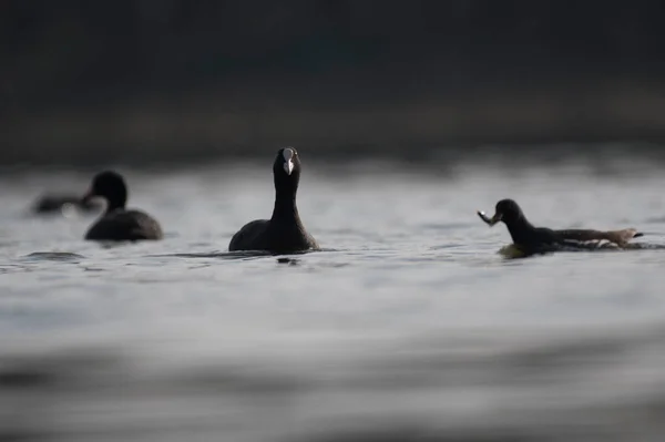 Troupeau Oiseaux Cormorans Dans Lac — Photo