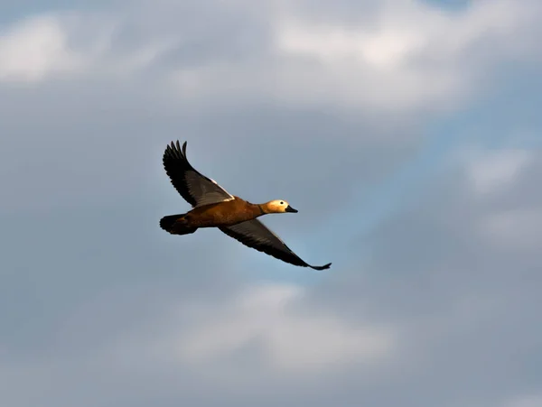 Pássaro Voador Céu — Fotografia de Stock
