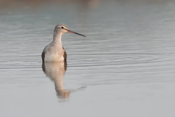 Spotted Redshank Hunting Pond — Stock Photo, Image