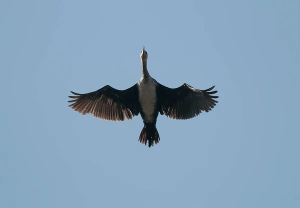Πετώντας Πουλί Στον Ουρανό — Φωτογραφία Αρχείου