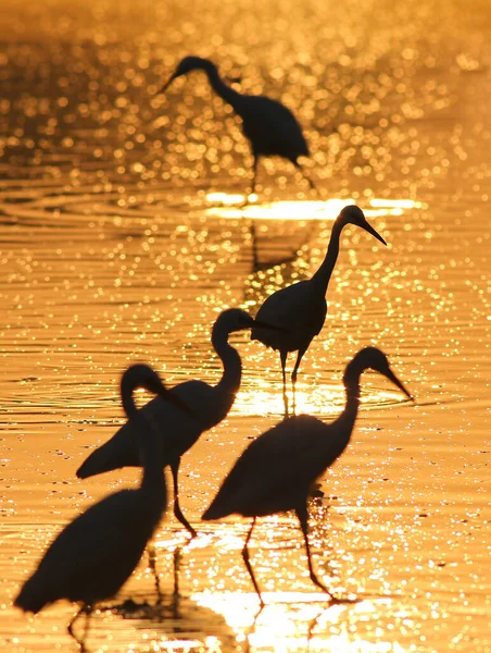 Great Egrets Sunrise Golden Misty Morning — Stock Photo, Image