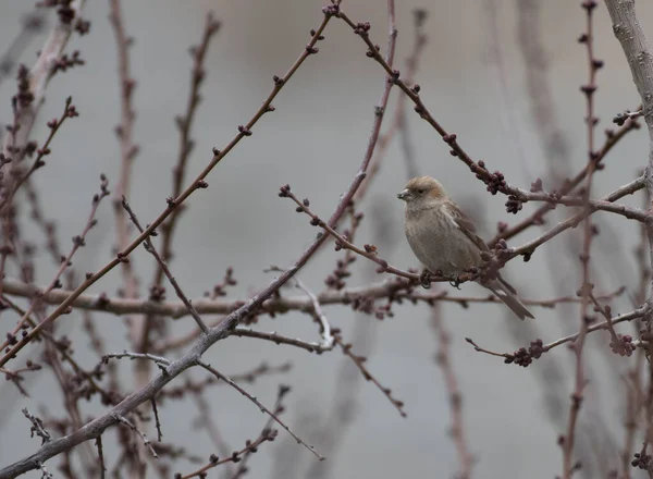 Bulanık Arka Planda Ağaç Dalında Oturan Kuşun Yakın Plan Görüntüsü — Stok fotoğraf
