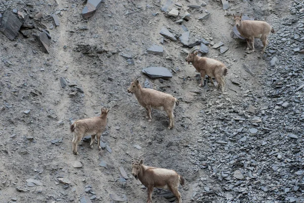 Ibexes Himalayens Dans Les Monts Karakorum — Photo