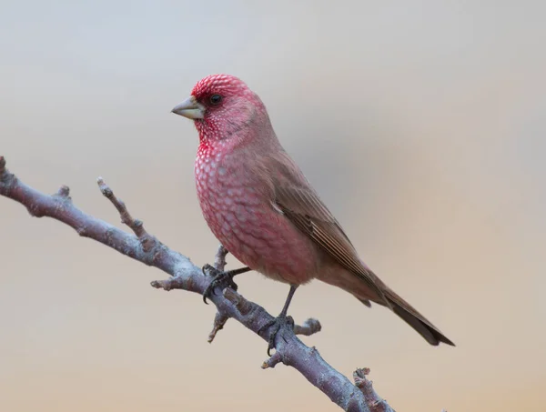 Bello Grande Uccello Del Fringuello Rosa Sul Ramo Dell Albero — Foto Stock