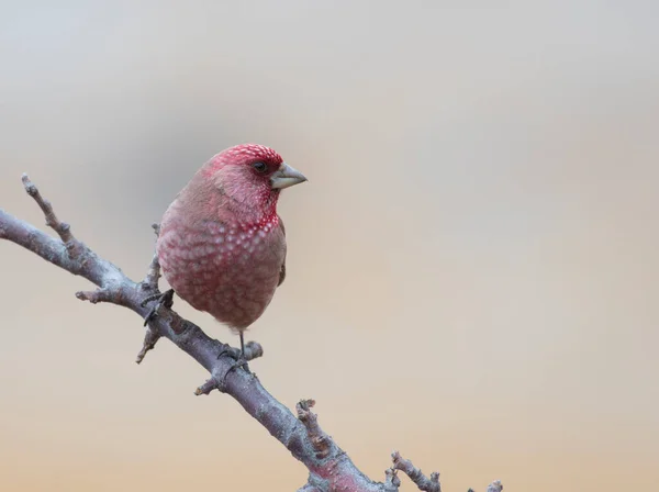 Красивий Великий Рожевий Птах Гілці Дерева — стокове фото