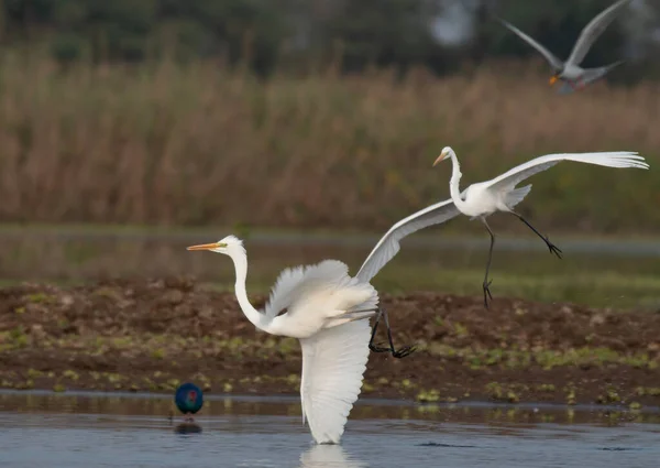 stock image Fight of great egrets 