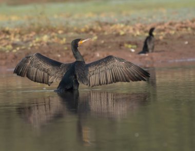 Great Cormorant in nature 