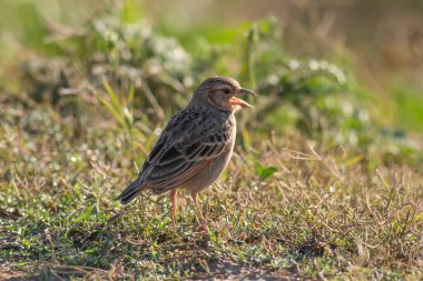 Bengal bush lark close up 
