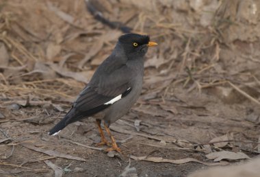 Jungle myna - Acridotheres fuscus
