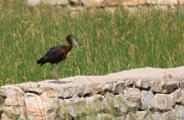 Siyah kafalı bir akbaba yeşil çimlerin üzerinde duruyor.