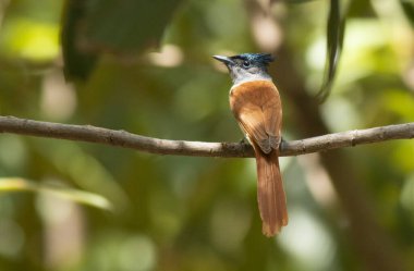 Asian Paradise flycatcher sitting on a branch 