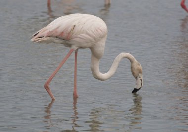 Suda beyaz ve pembe flamingo