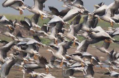 Flock of bar headed geese in flight