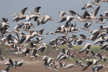 Flock of bar headed geese in flight