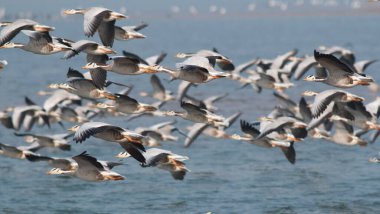 Flock of bar headed geese in flight clipart