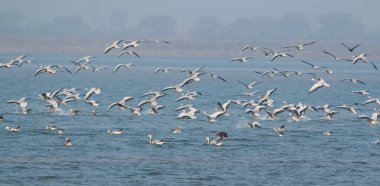 Flock of bar headed geese in flight