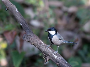Bulanık arka planda, ağaç dalında oturan kuşun yakın plan görüntüsü