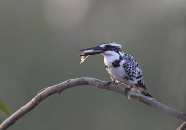 Güzel Pied Kingfisher kuşu gagasında balıkla