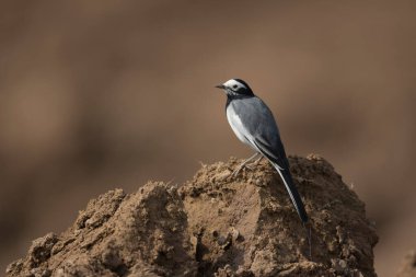 The beautiful bird cinereous tit in forest