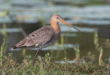 Gölde sıradan bir çulluk. 