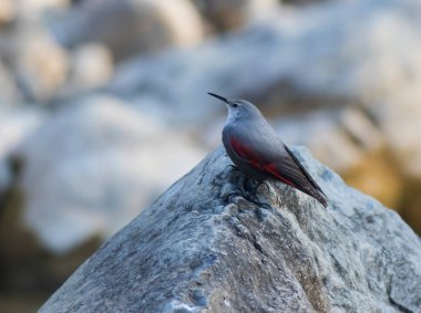 Kestane göbekli tımarhane. Yaklaş. 