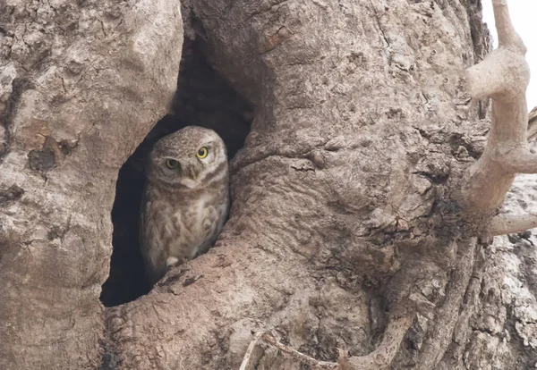 Owlet Athene Brama Cute Vogels Holle Boom Gespot — Stockfoto