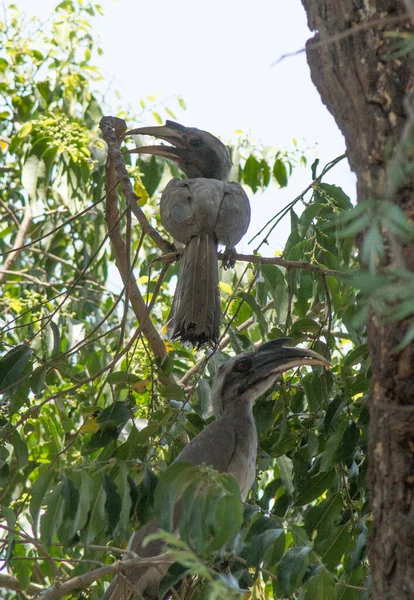 Pássaros Chifre Cinzentos Indianos Árvore Floresta — Fotografia de Stock