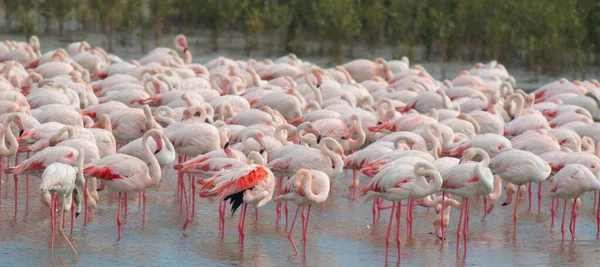 Greater Flamingos Lake — Stock Photo, Image