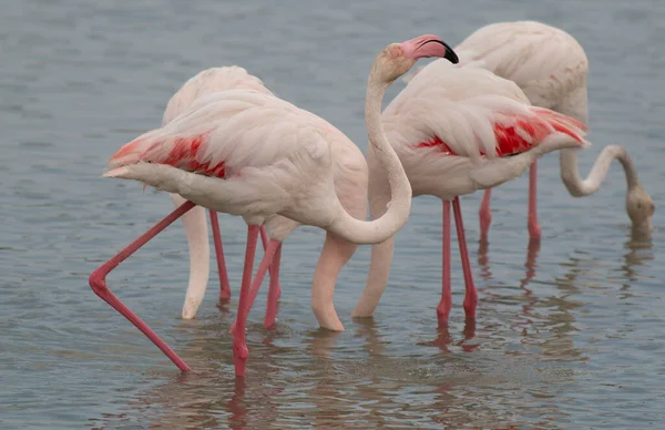 Greater Flamingos Lake — Stock Photo, Image