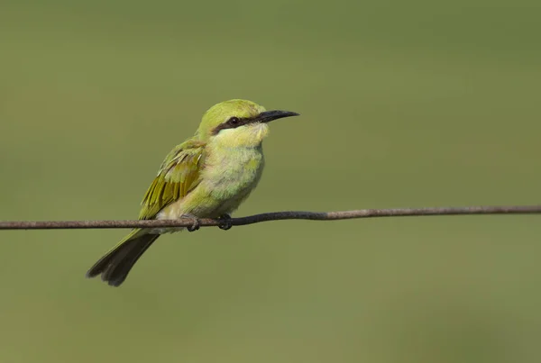 天然栖息地的小绿蜂食鸟 — 图库照片