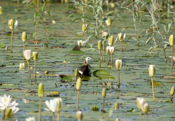 湿地雀鸟的女王凤尾鱼 — 图库照片