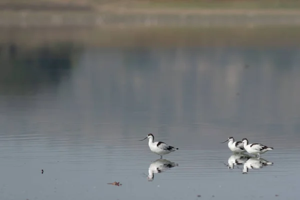 Flock Pied Avocet Recurvirostra Avosetta Fåglar Vatten — Stockfoto