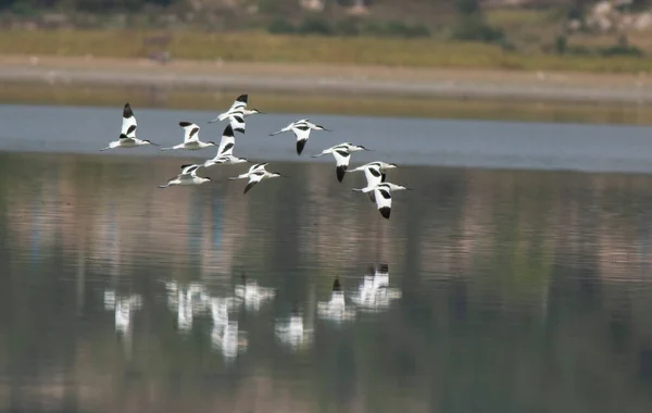 Flock Bar Headed Geese Flying — Stock Photo, Image