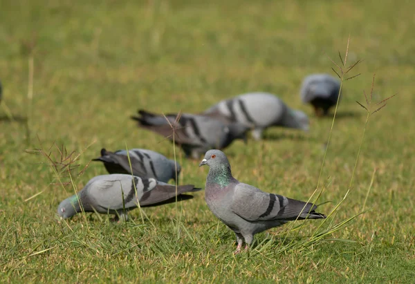 Flock Pigeons Green Grass — Stock Photo, Image