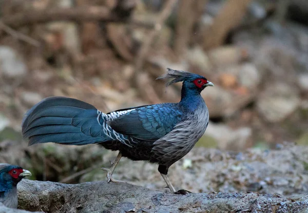 Kalij Pheasant Pheasant Found Forests Thickets Especially Himalayan Foothills — Stock Photo, Image