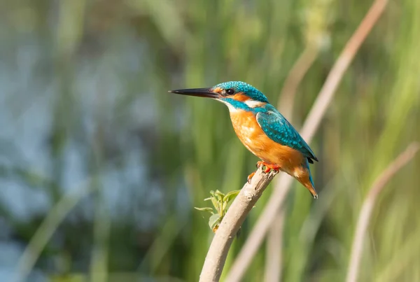 Common Kingfisher Alcedo Atthis Nature — Foto de Stock