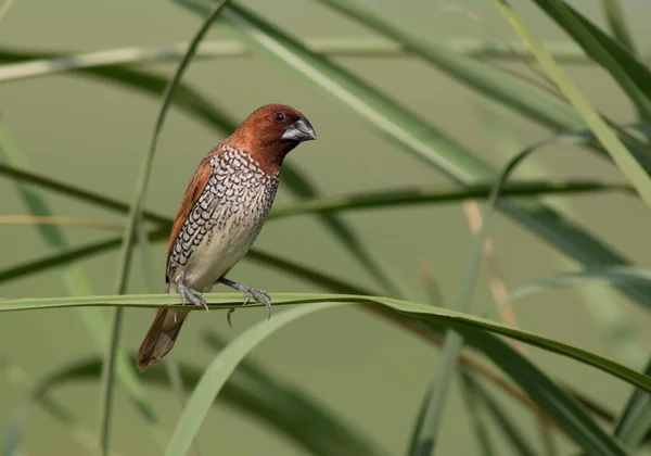 Scaly Breasted Munia Usual Environment — Stock Photo, Image