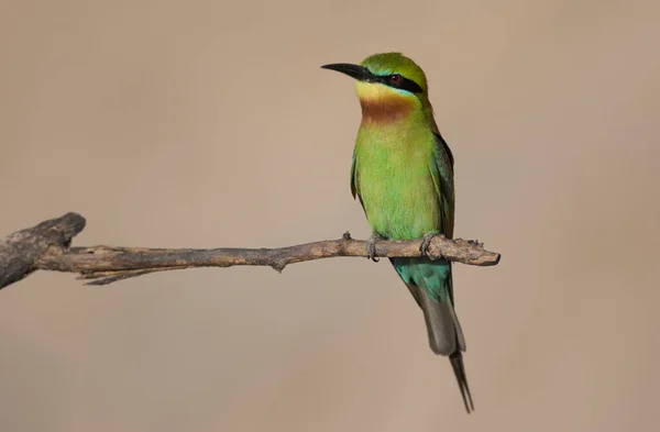 Kleine Groene Bijeneter Vogel Natuurlijke Habitat — Stockfoto