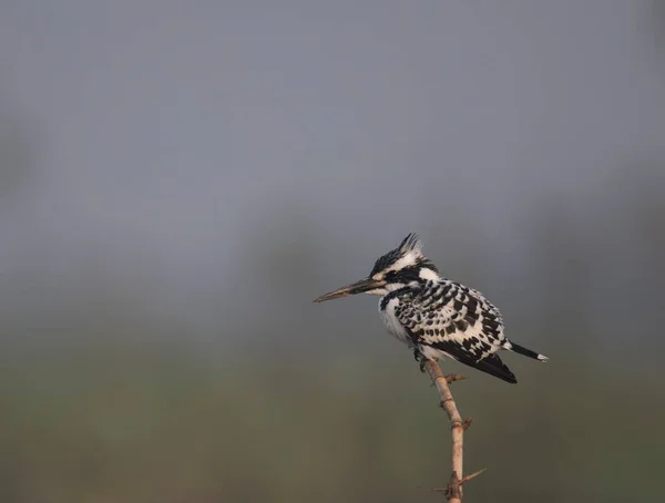 Vacker Pied Kingfisher Fågel Naturen — Stockfoto