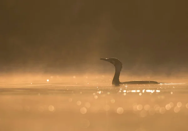 在湖中游泳的鹅的近景 — 图库照片